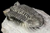 Coltraneia Trilobite Fossil - Huge Faceted Eyes #75453-4